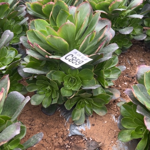 859枚金玫瑰不包断枝