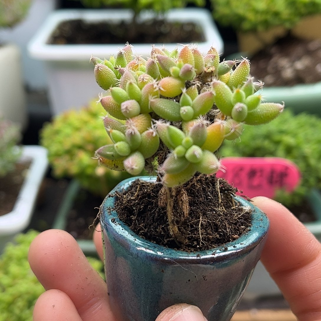 昕宝玉米枝干番杏