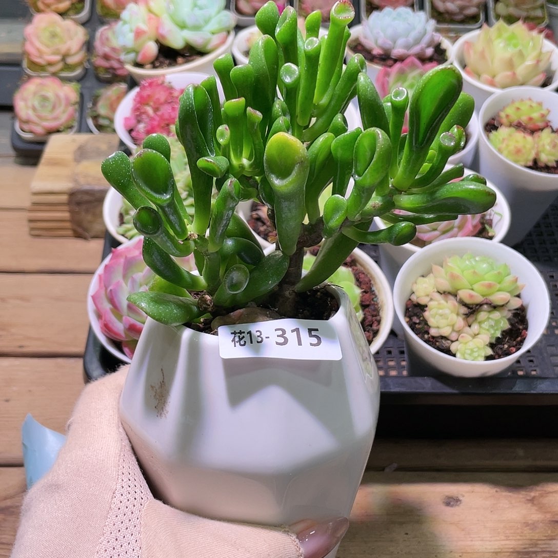 花利美13-315吸财树 不含盆