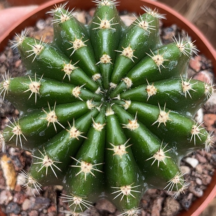 60号实生彩草带盆