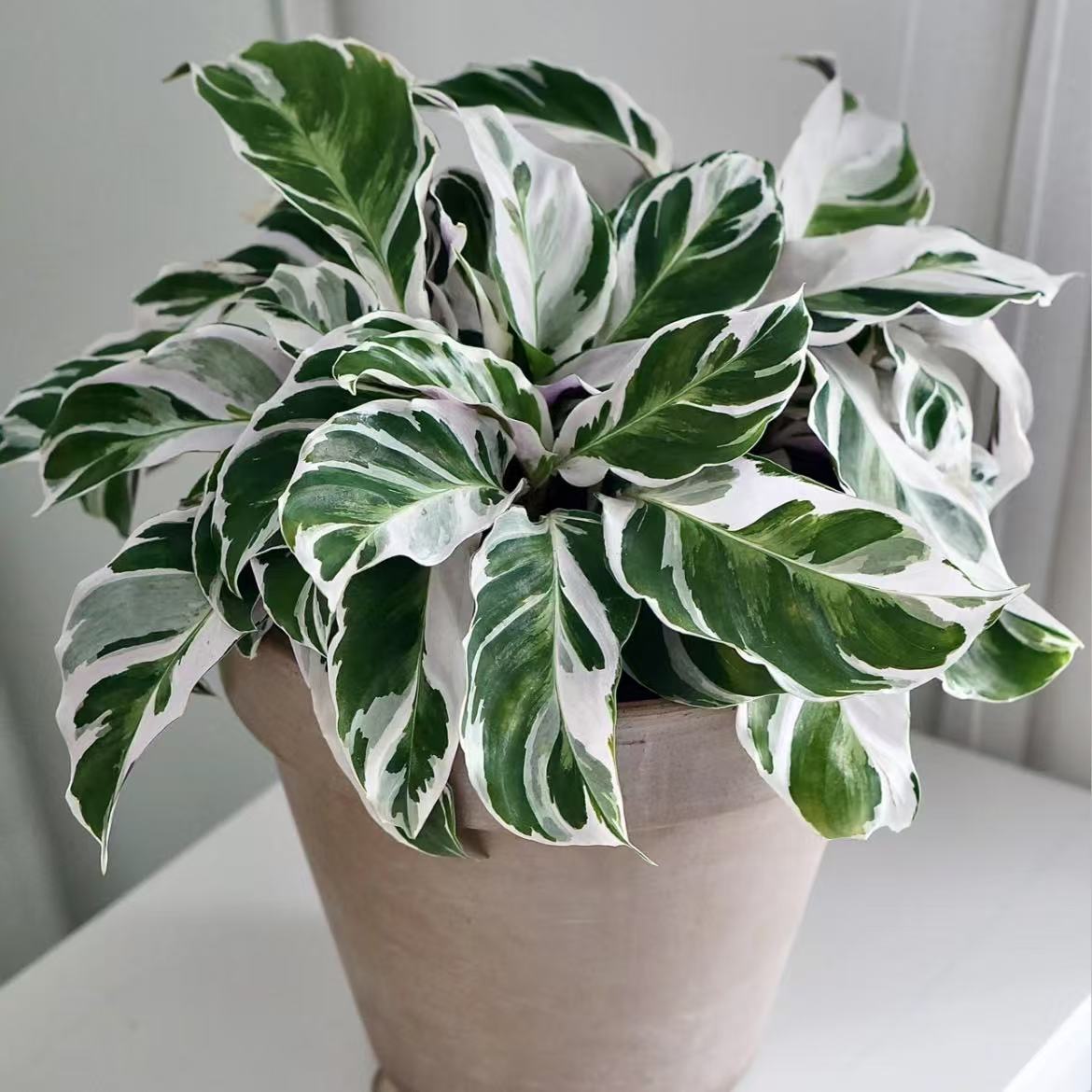 白油画竹芋北欧风网红观叶植物室内客厅阳台耐阴好养盆栽