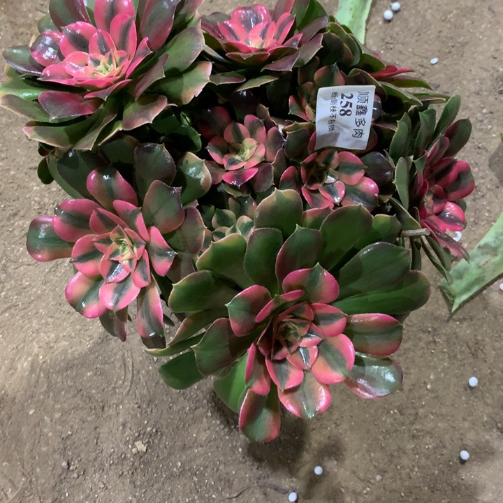 向***放258香妃多肉植物特价
