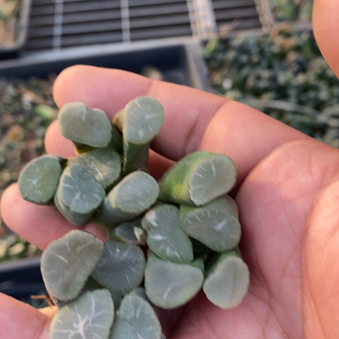 819 一颗实生大糯窗万象 