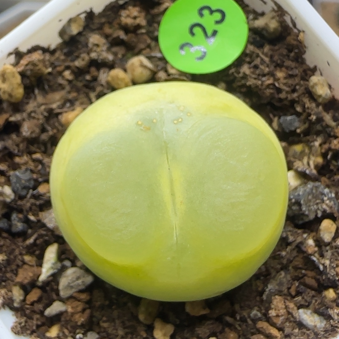 拉登2.5+点多肉植物323