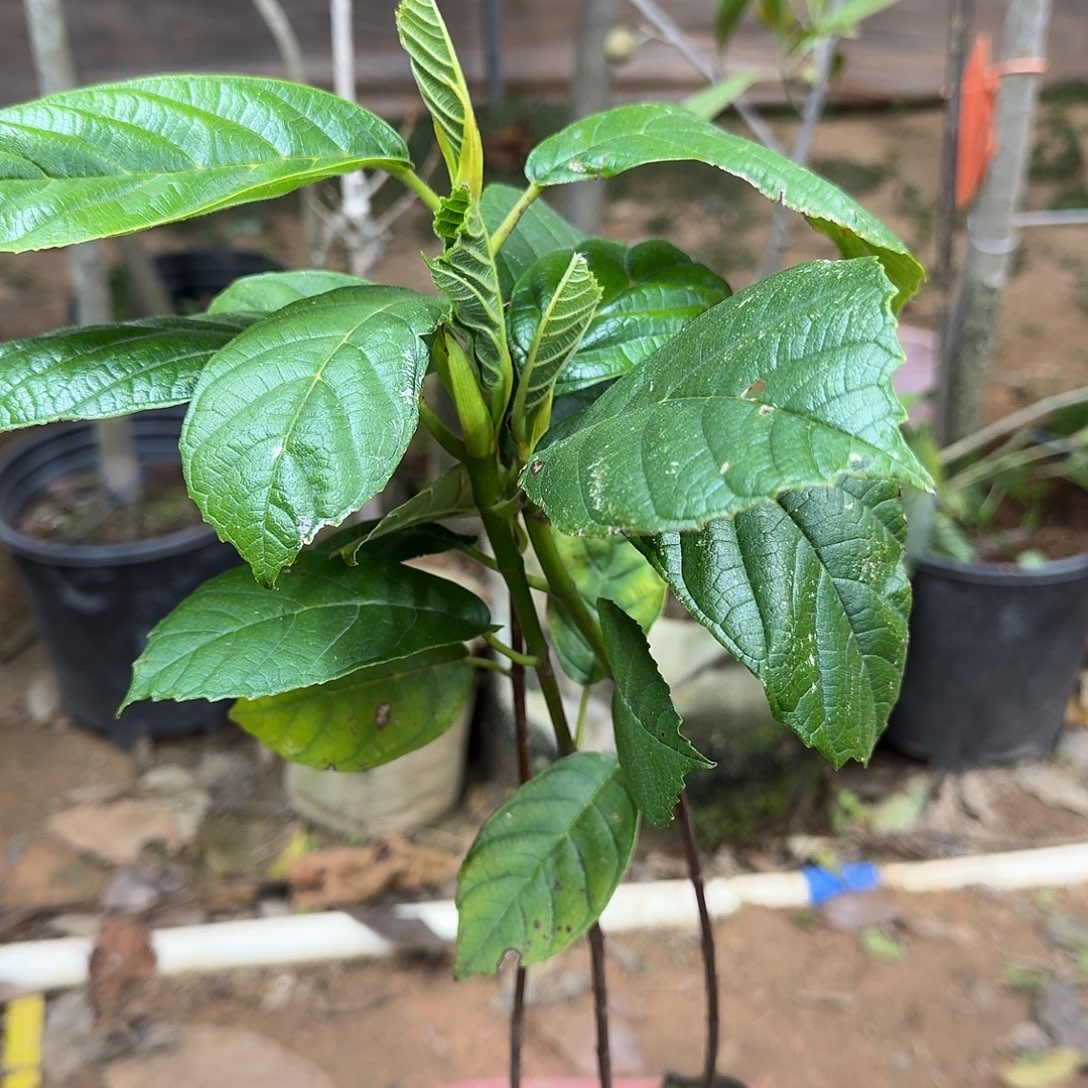 当前无花栽培后可以开花面包树