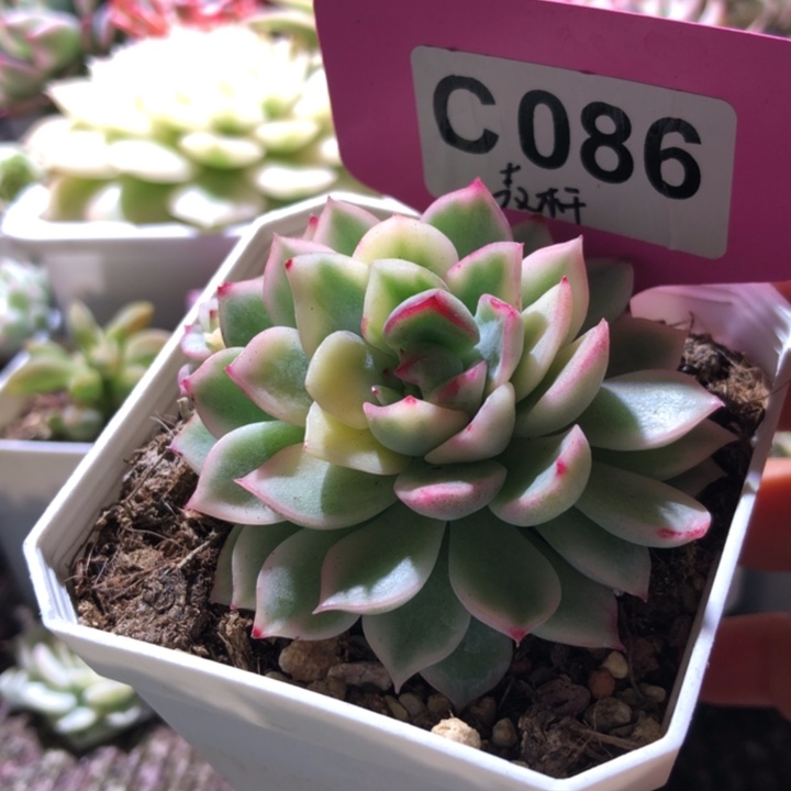 麦秆覆轮锦袋多个侧芽