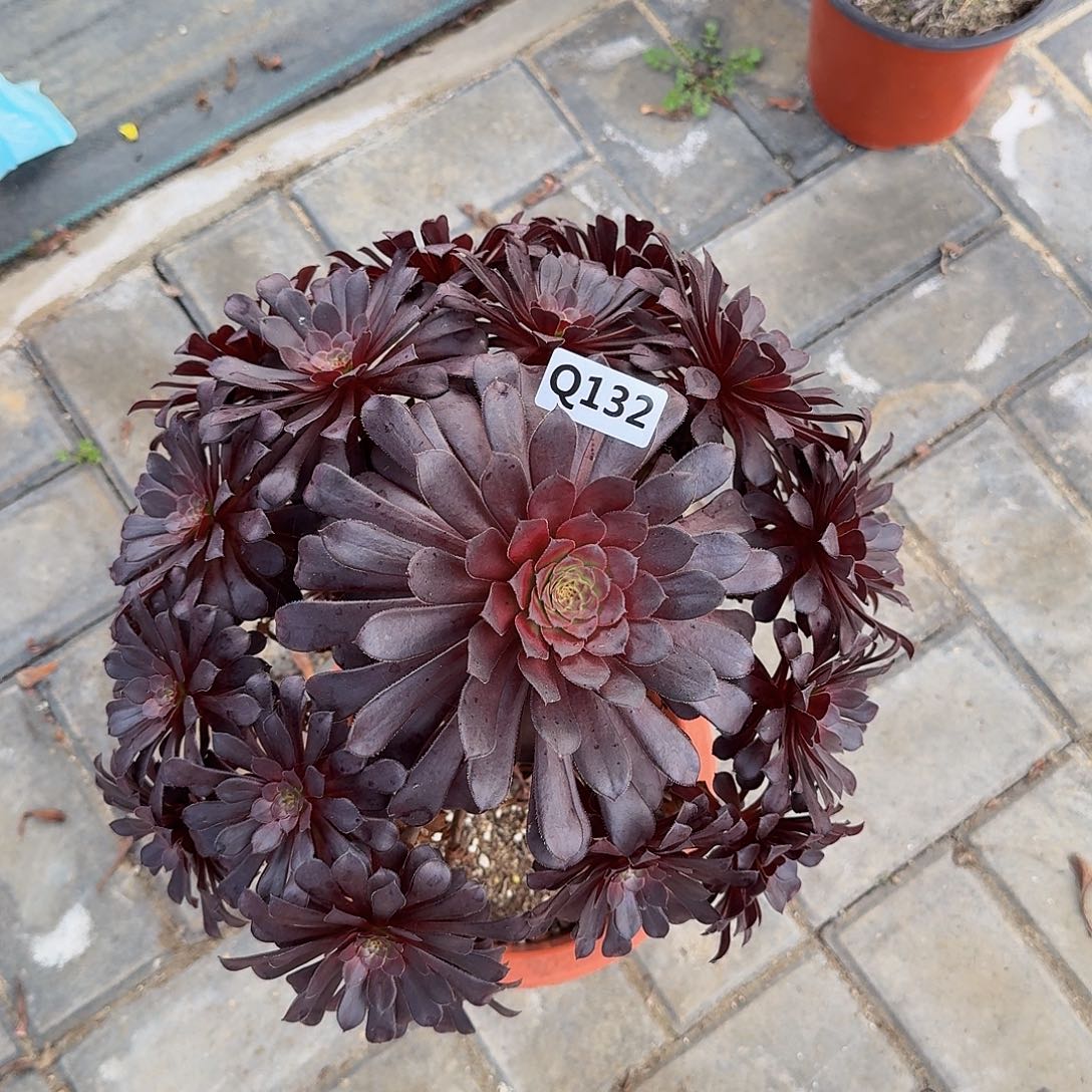 心****5132黑铜壶44冠服30左右妖装