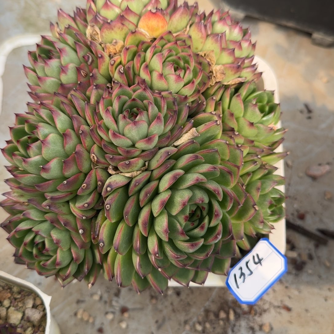 1354月亮石凡艺多肉