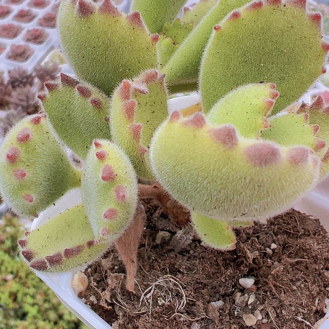 绿熊19包邮拓土发货