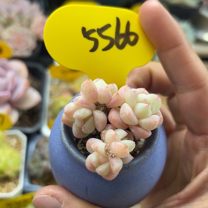 米***！冰玉5头专拍5566. .