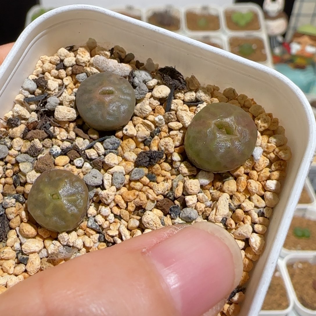 彦****肉锥多肉植物组合-206