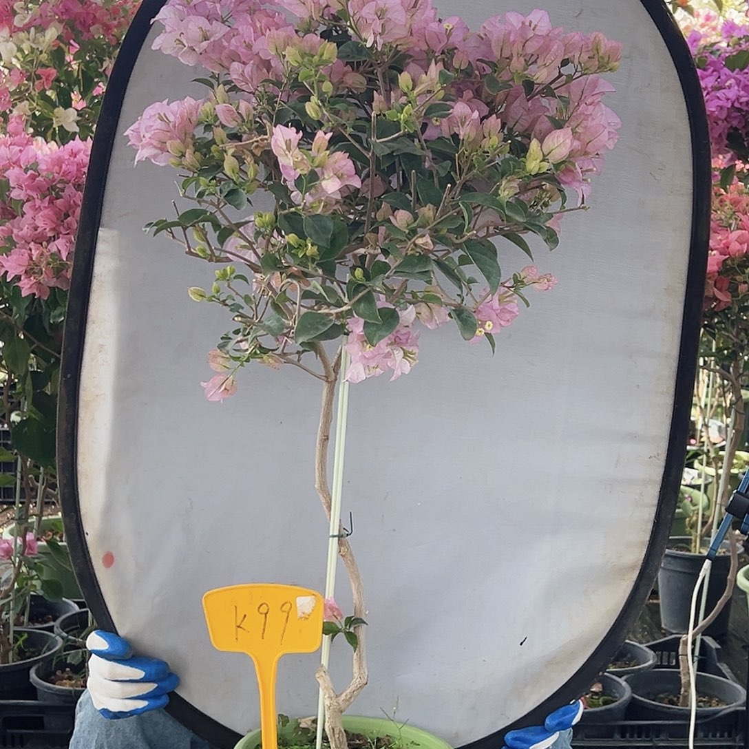 幸***儿大部分花苞少量开放K99丽娜