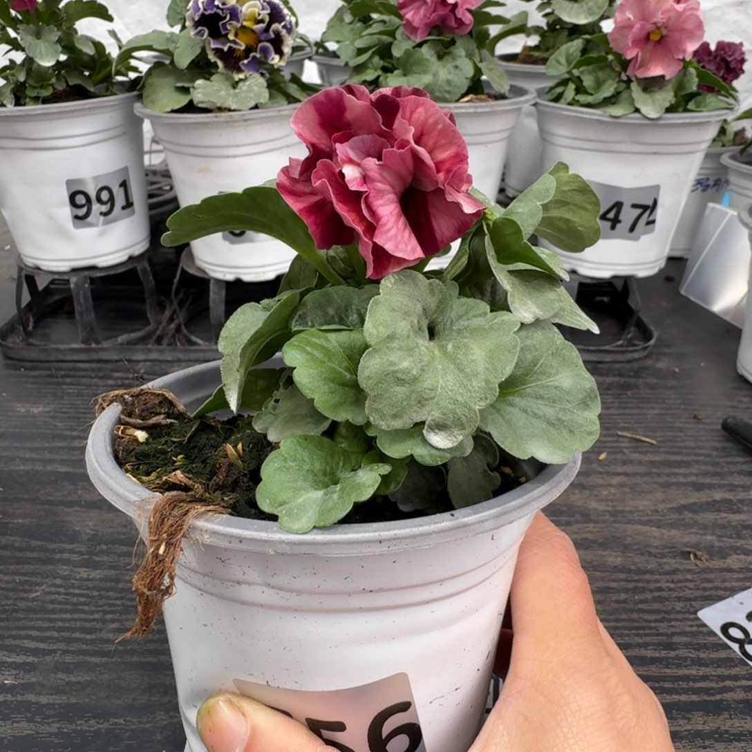 全部花朵756号玛丽林