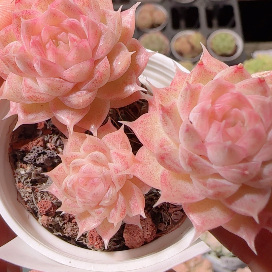 花语多肉1221-99女王散