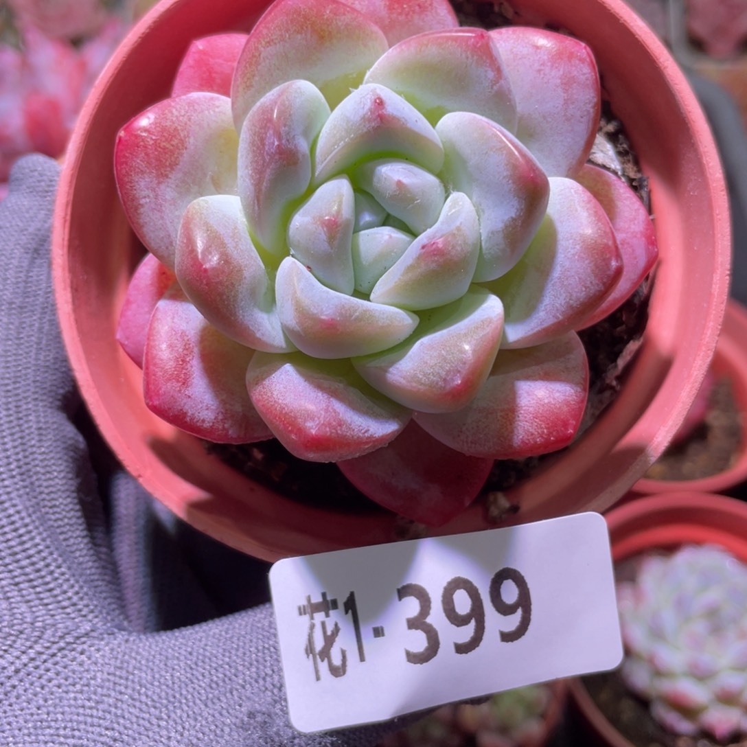 花利美1-399冰玉 