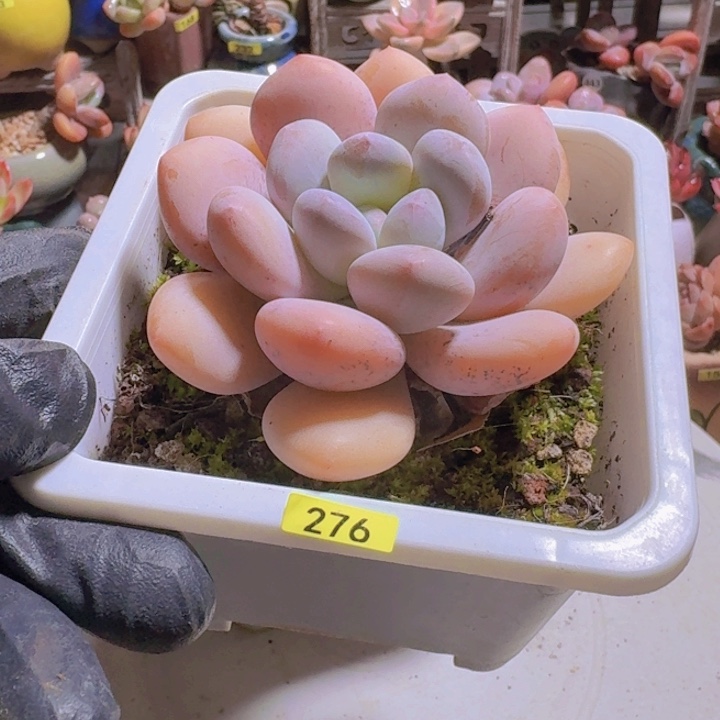 一物一拍编号276 