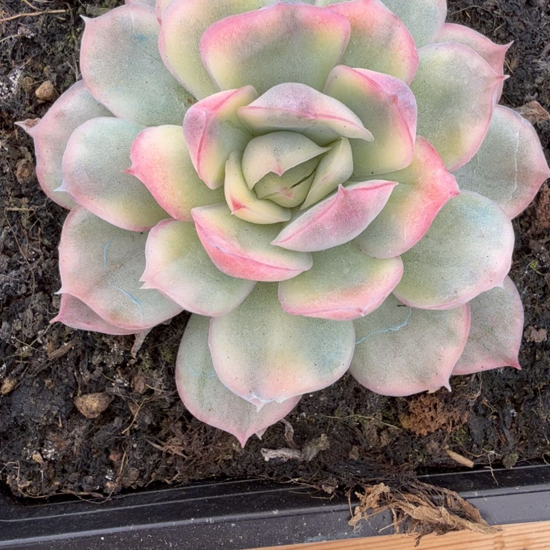 草莓蛋糕 安吉园艺锦
