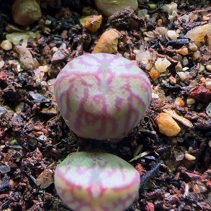 开播福利来啦。 427