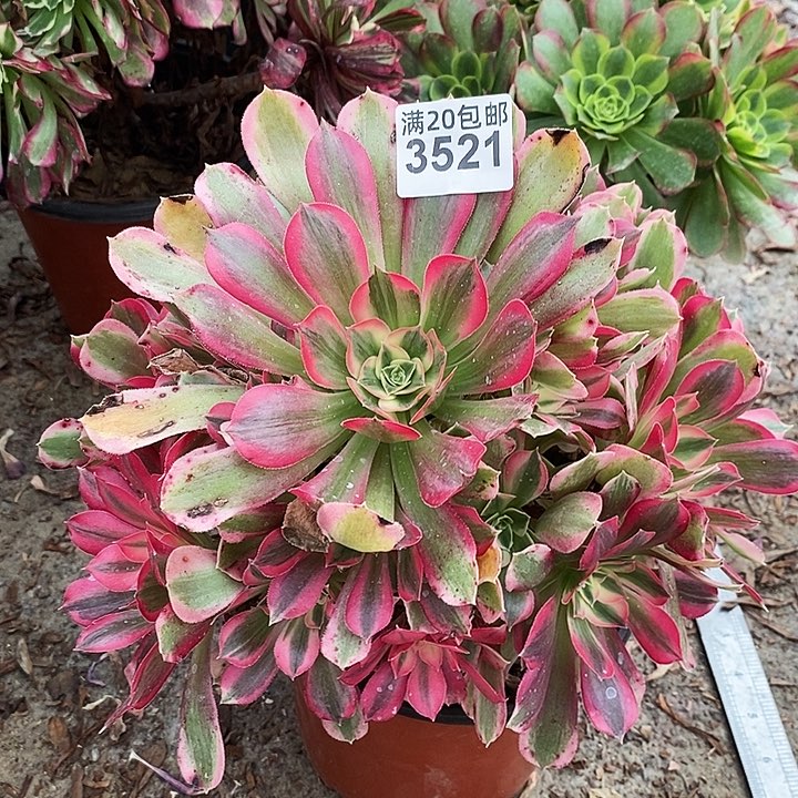 3521 一颗男神法师