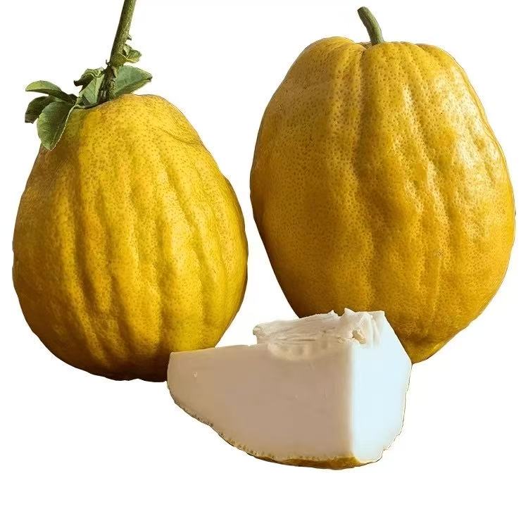 云南香橼果随机造型 观赏闻香清供 食用果 有瑕疵微瑕