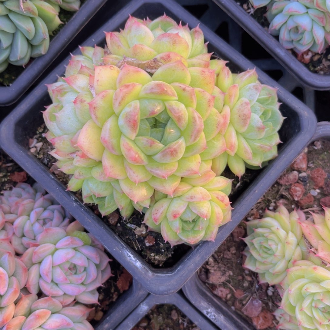 美尼11公分噢噢噢噢噢噢噢