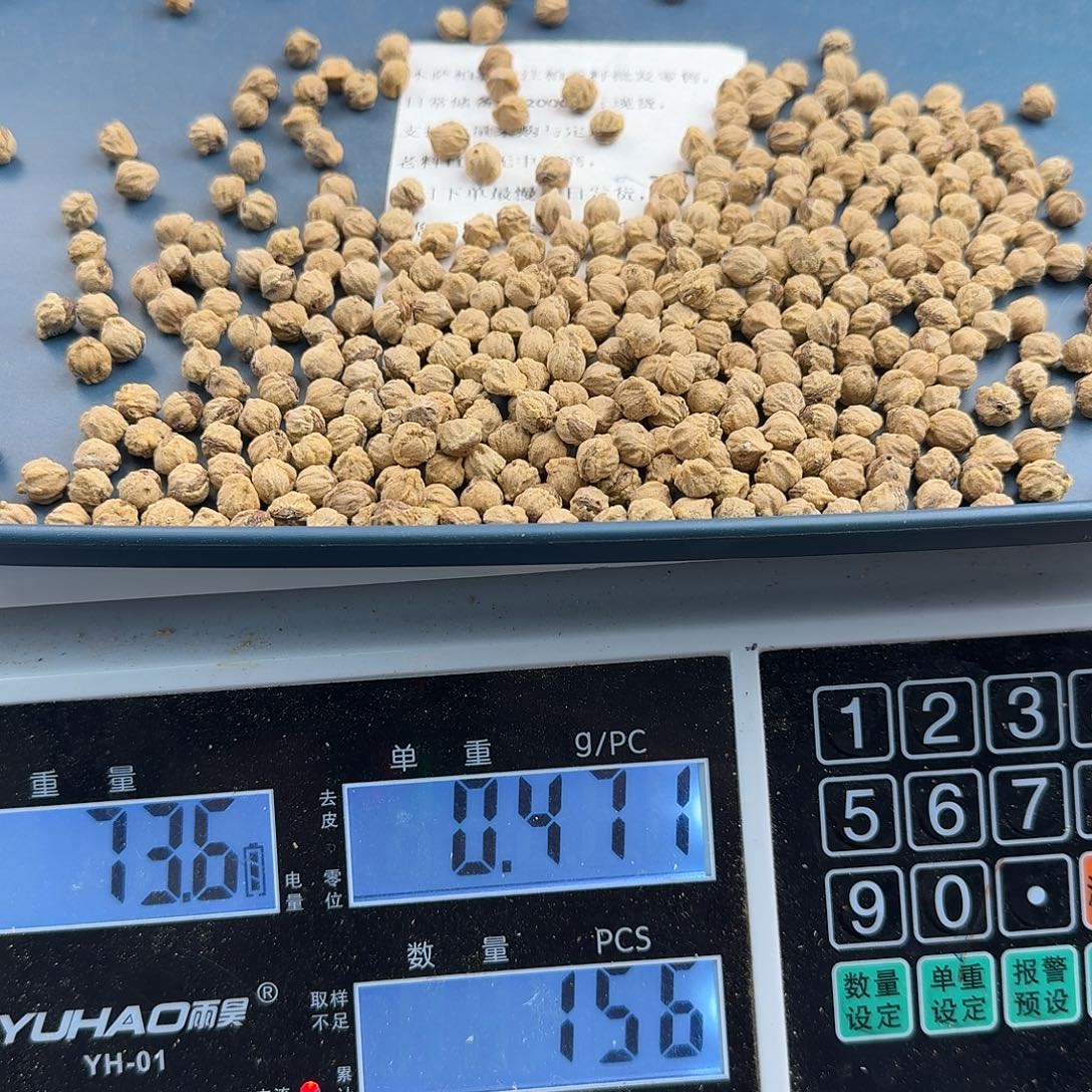 海***长吊坠柏香籽/百香籽73克7+HY006