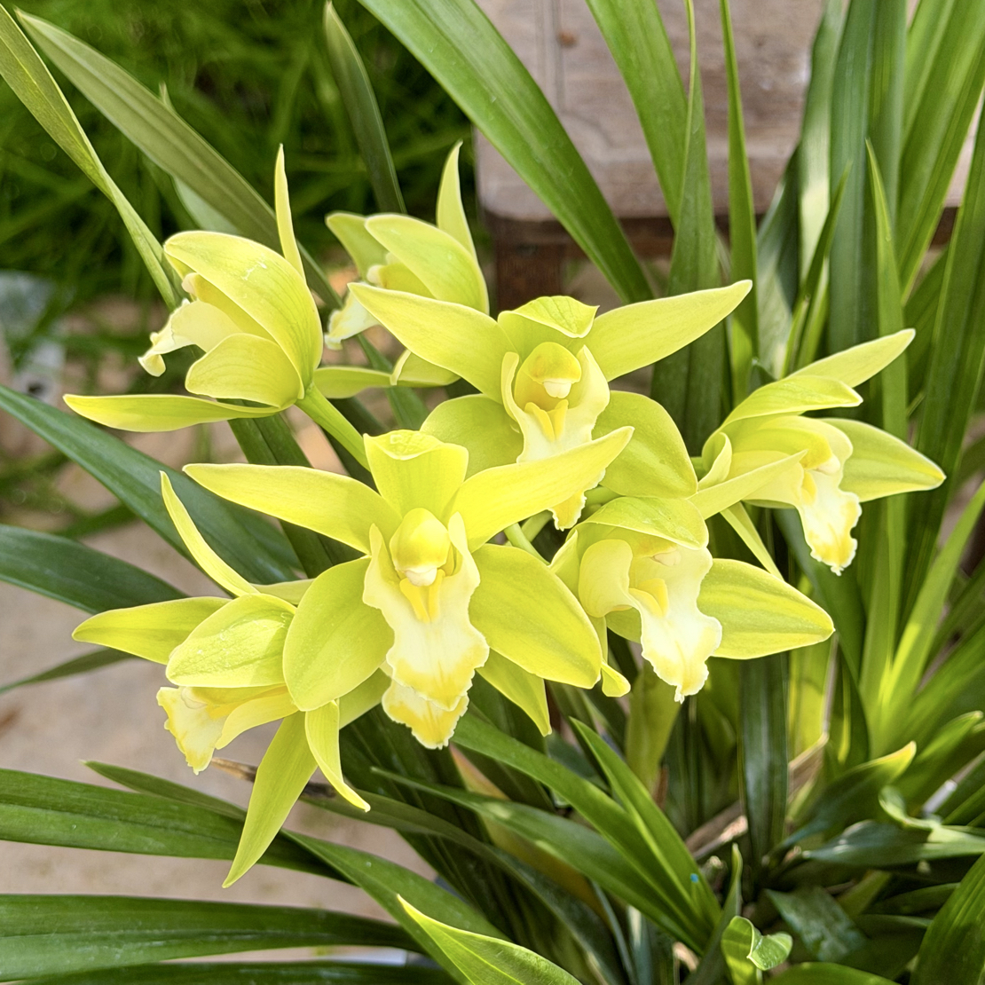 【834绿精灵】 开花有淡香味 花色淡雅清新 基地直发