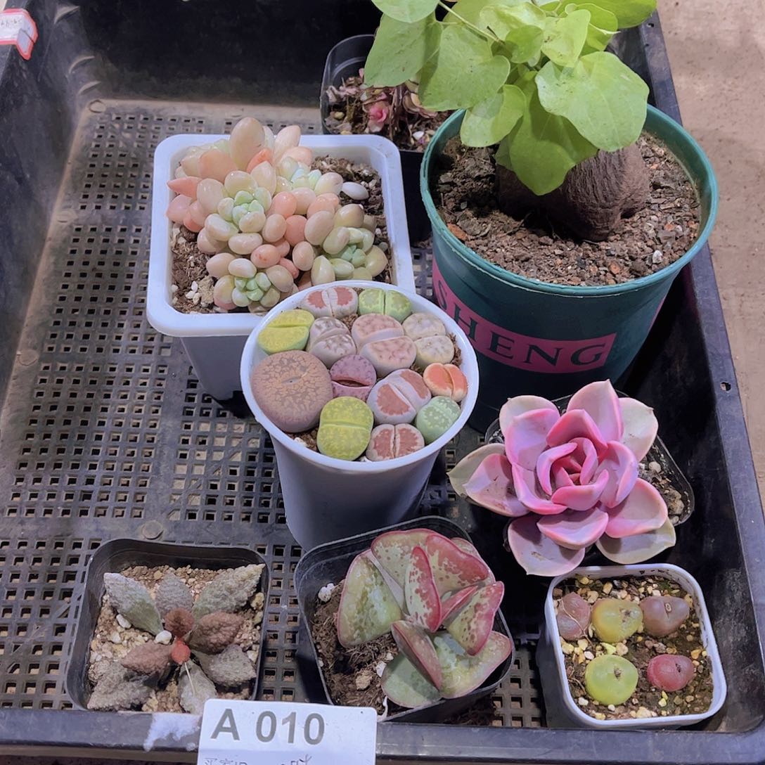 多肉010多肉植物