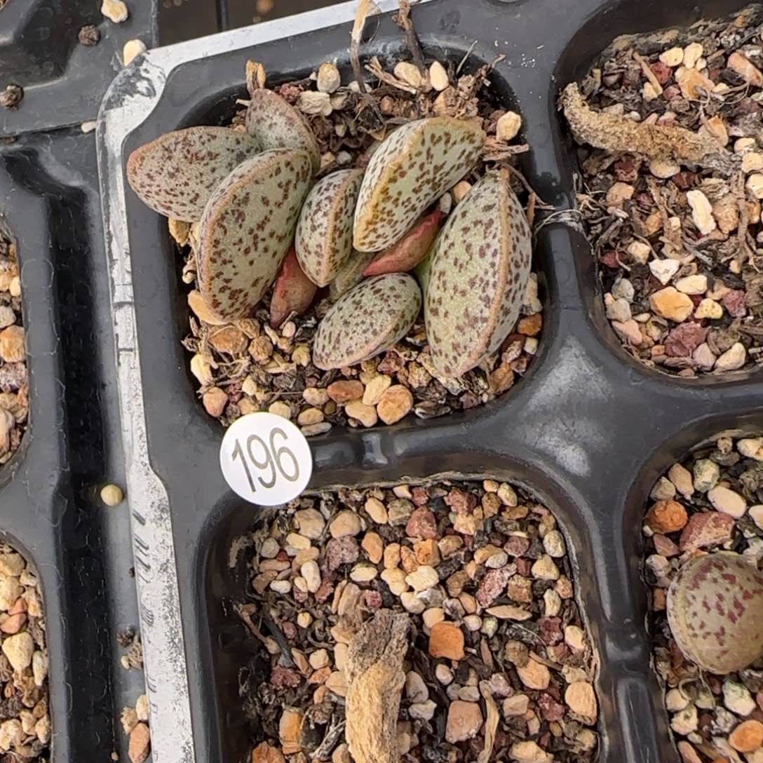 马蛋水泡多肉植物196