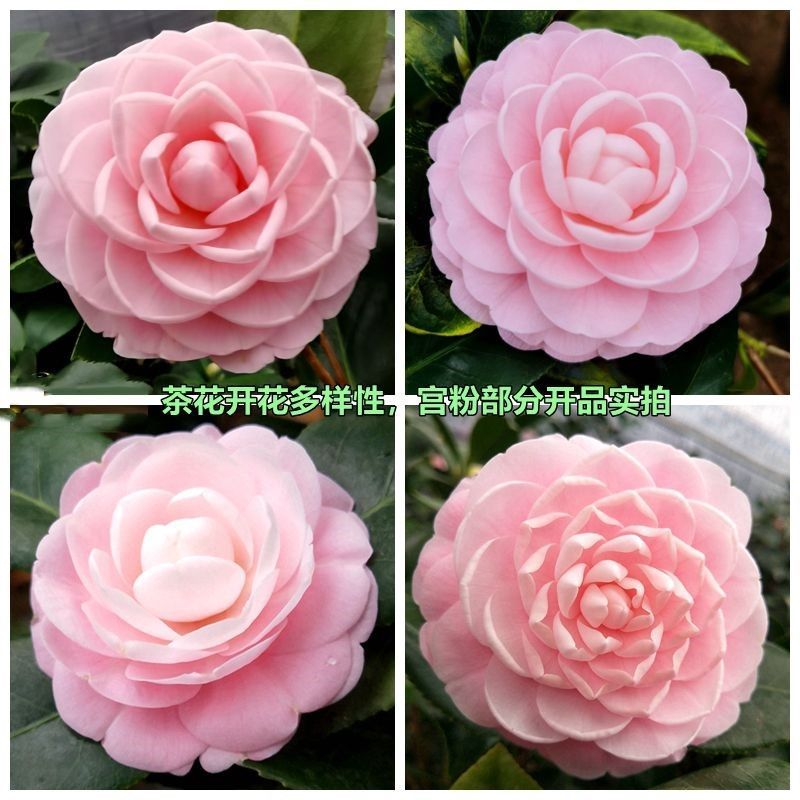 稀有品种宫粉茶花山茶花树苗稀有品种盆栽