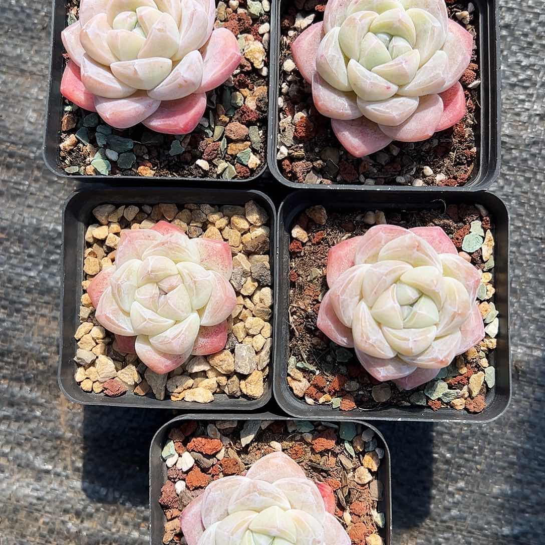 冰玉单头5颗肥仔一组