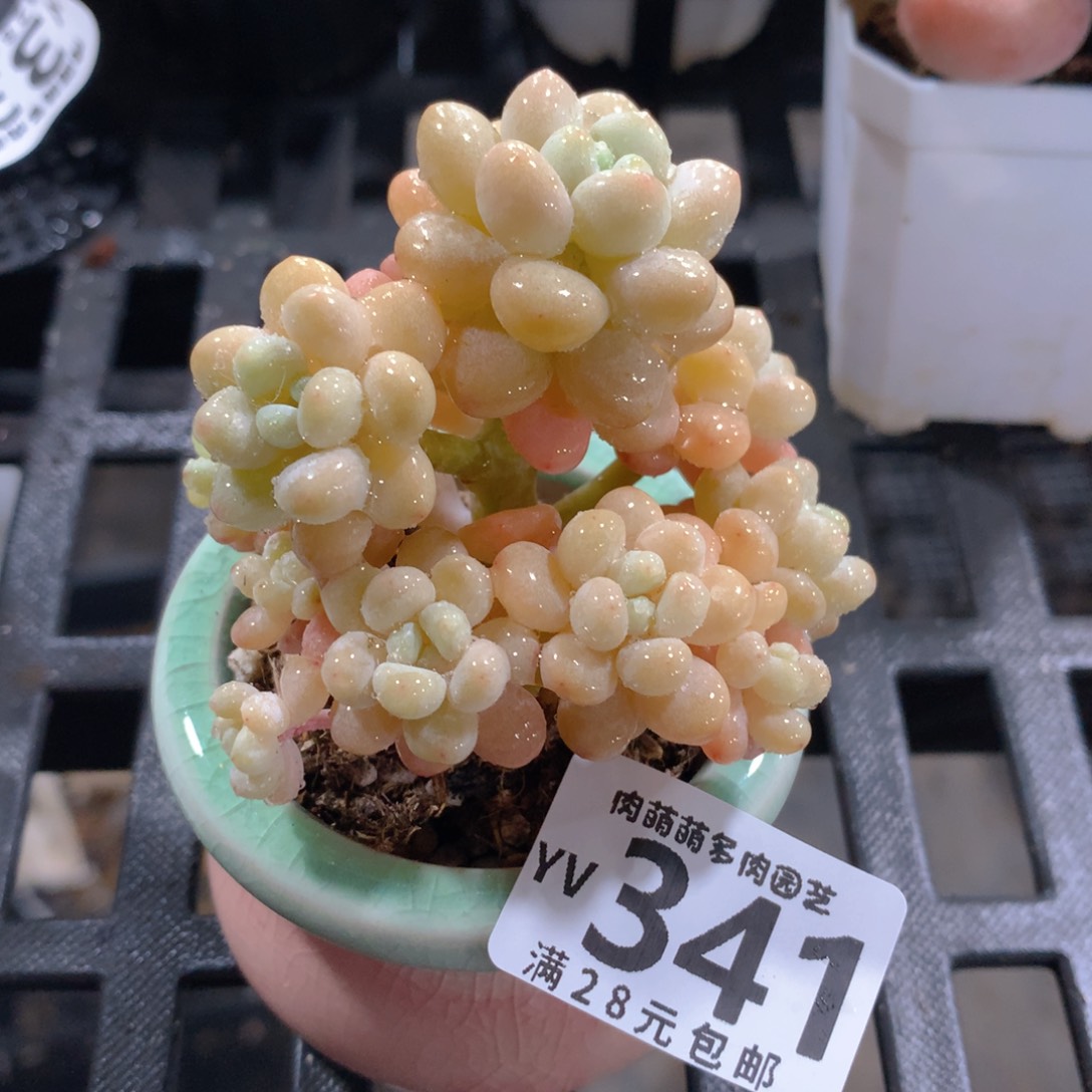 肉萌萌拇指盆精控多肉YV341