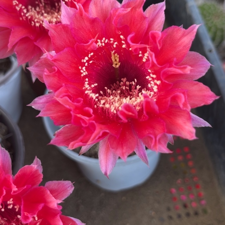 达吉吉福利一颗微瑕