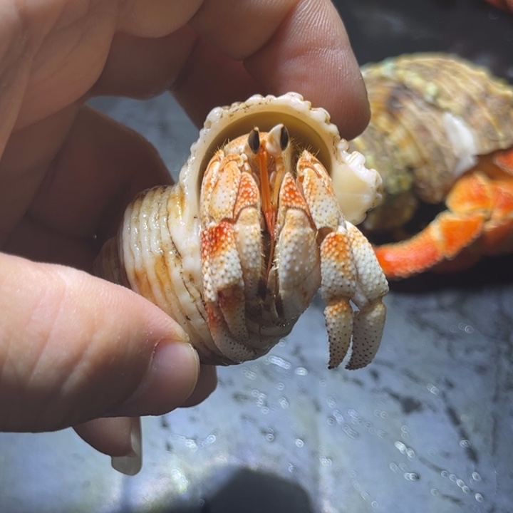 闪20号毛球2.1口径