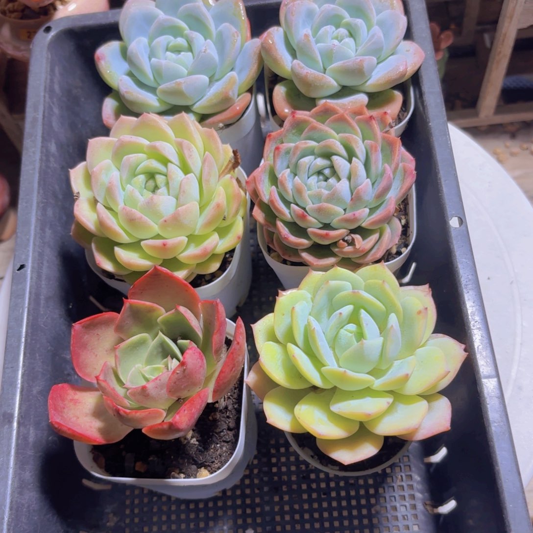 一物一拍编号332 