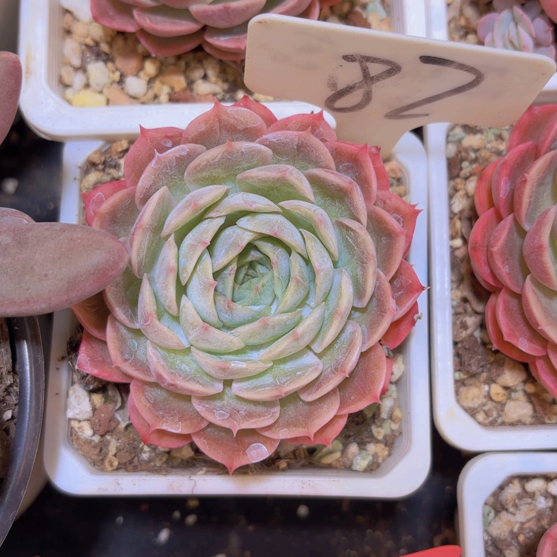 t***c云南金致家精品多肉