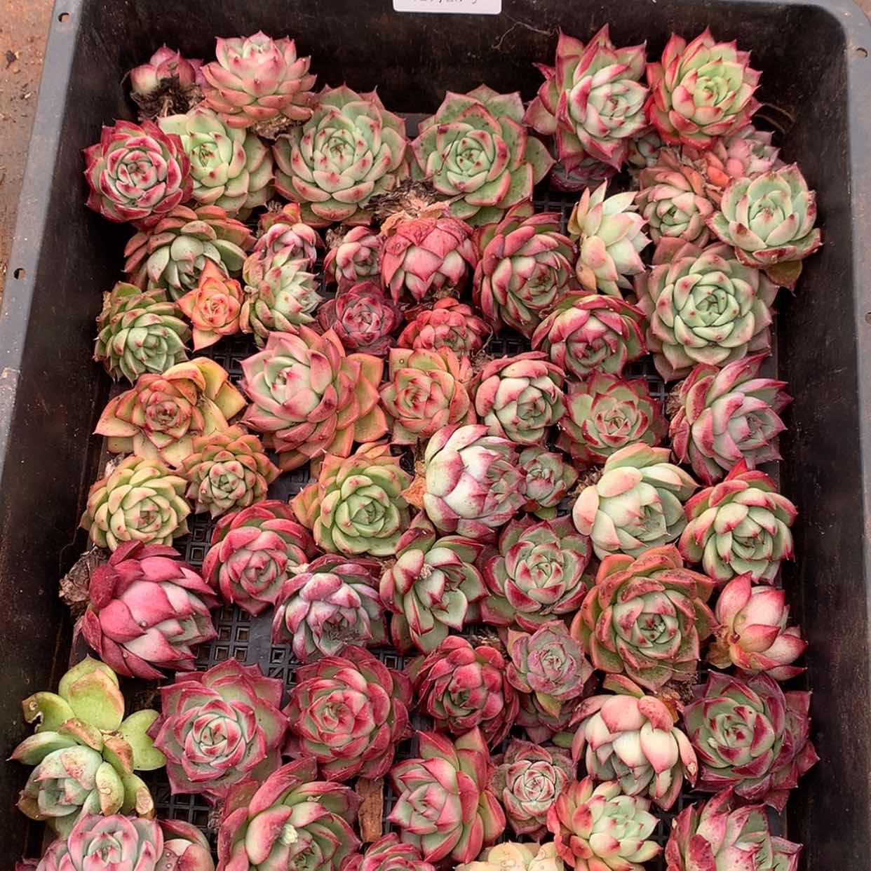 【闪购商品】云323号一框40颗