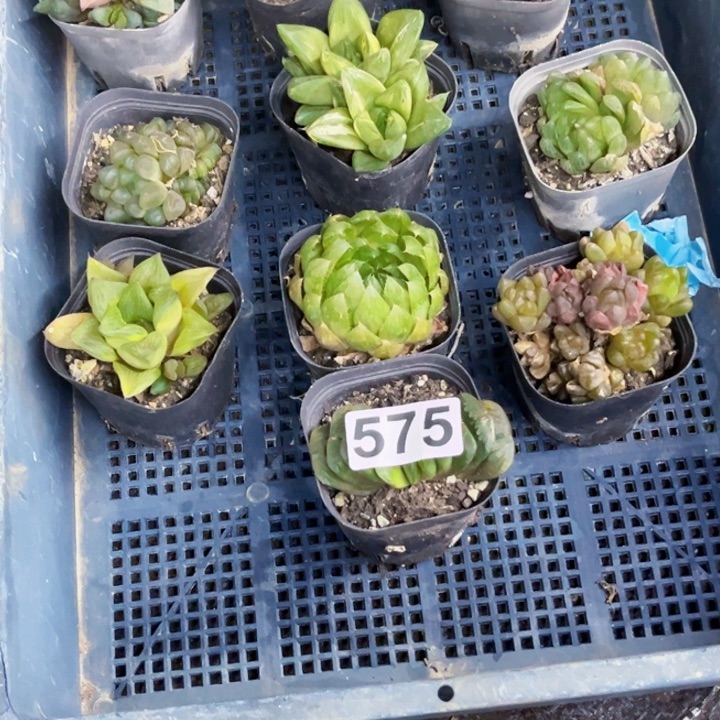 575雨露一物一图如图