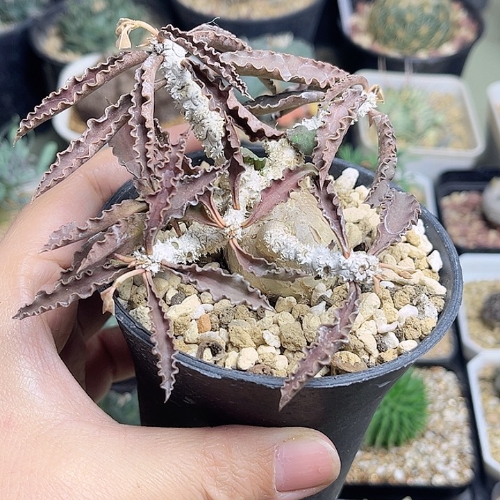 麒麟块根一颗一物一拍