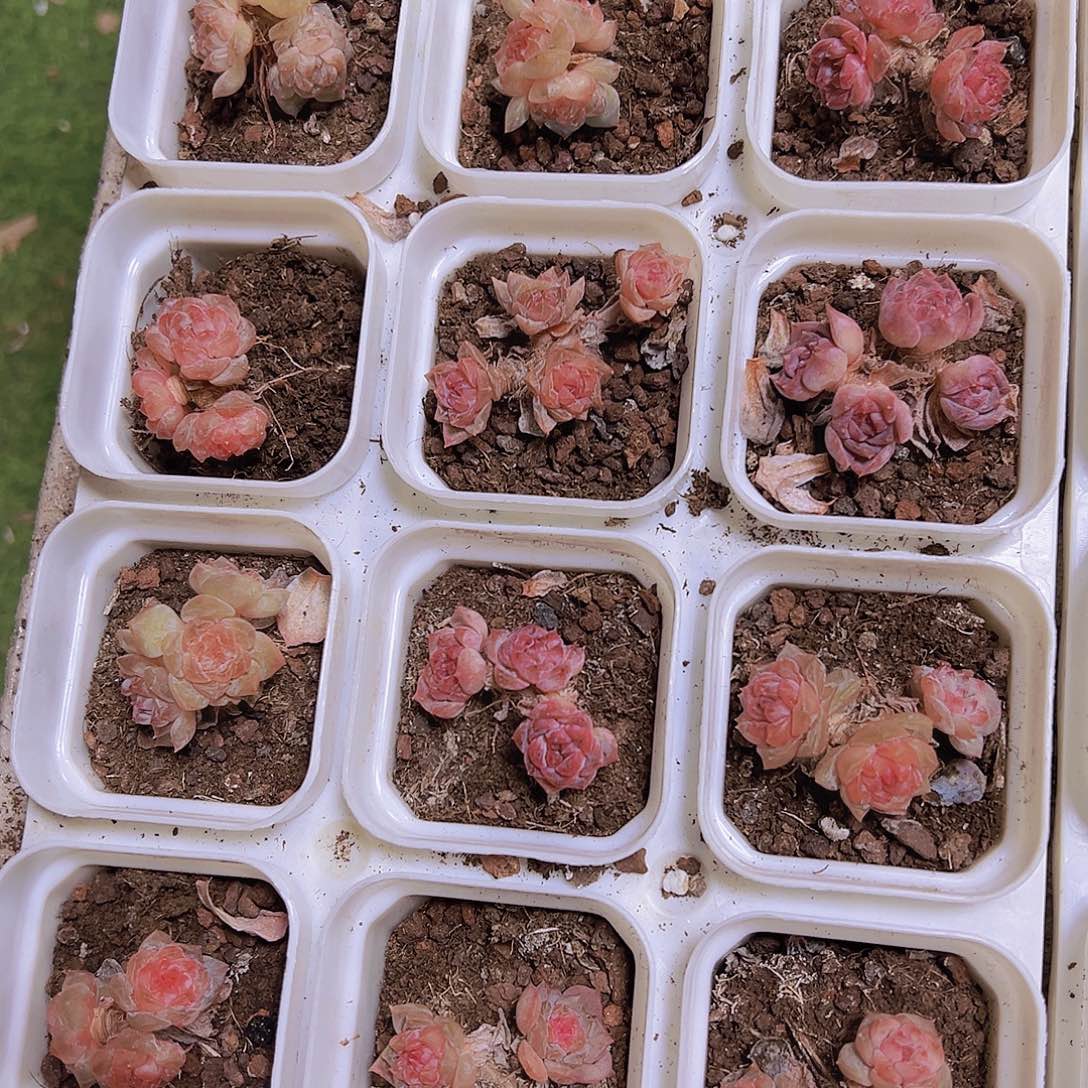 小老桩糖心群19包邮