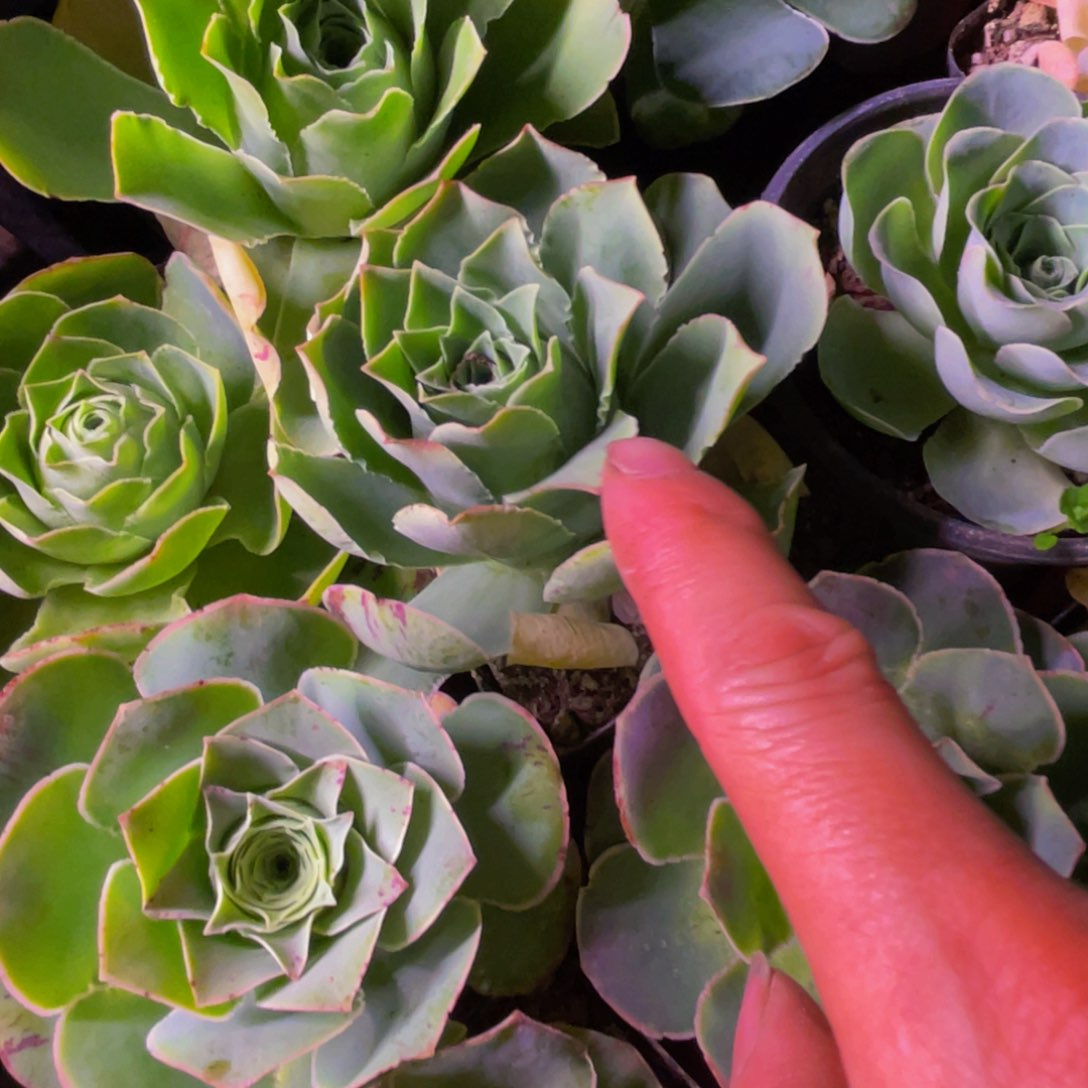 罗帕73多肉植物花卉蕾丝带盆