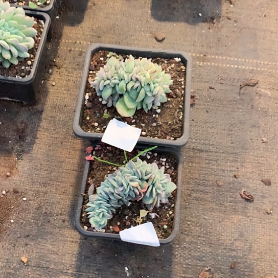 遥***遥白凤缀化 默认侧切105 106 