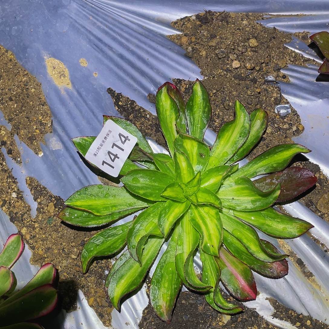 1514魅影中班彩多肉植物