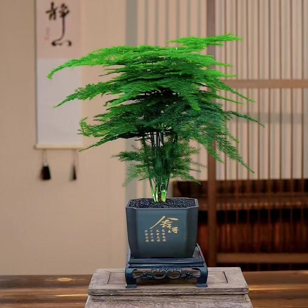 文竹盆栽植物室内客厅办公室绿植花卉桌面小盆景好养四季常青防寒