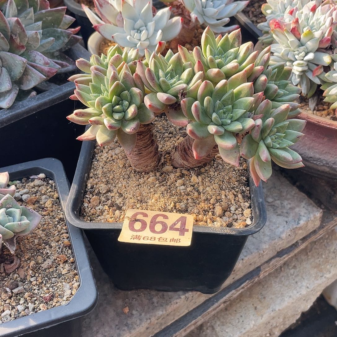 晨溪园艺仙女杯呀