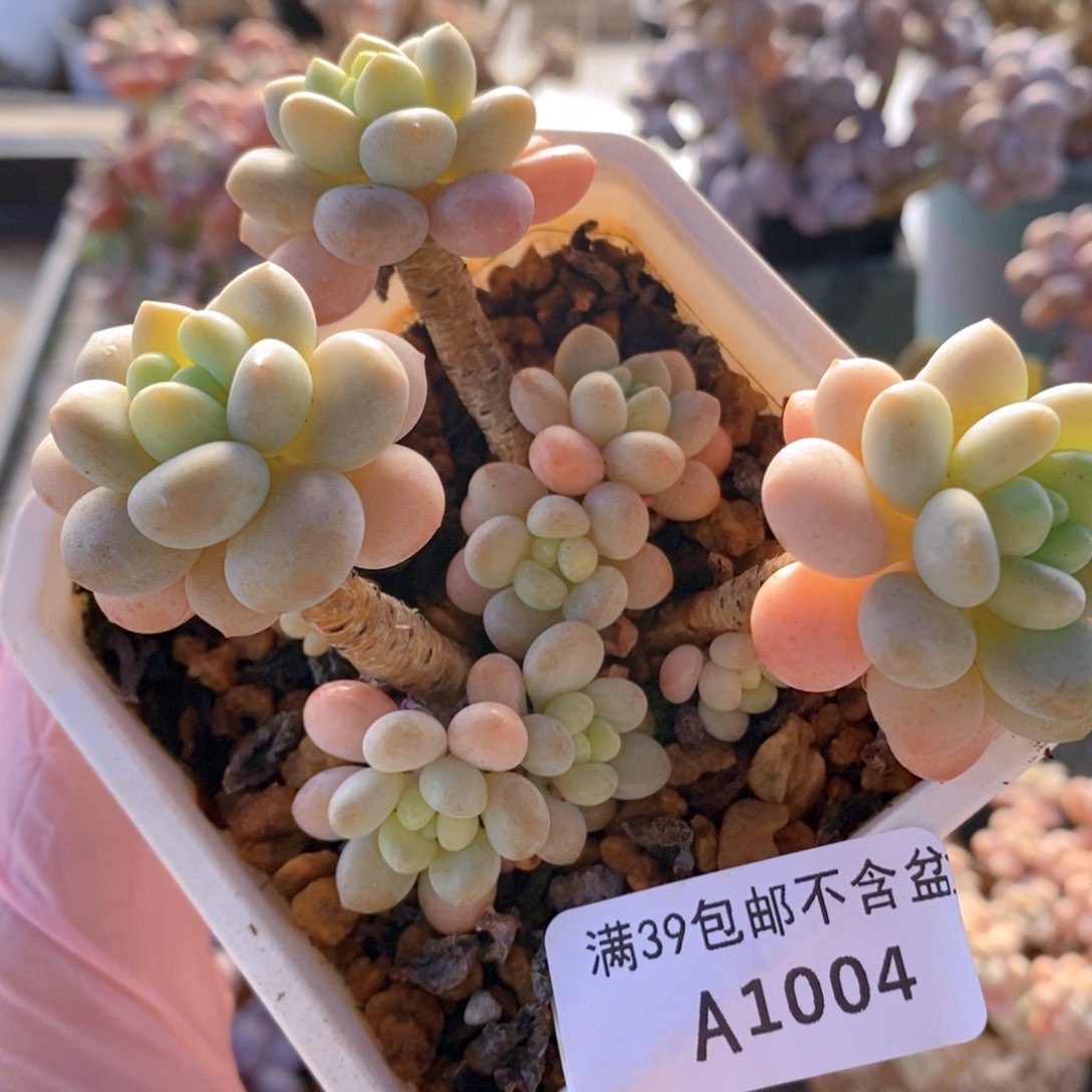 鱼子酱老桩6cm1004多肉植物 