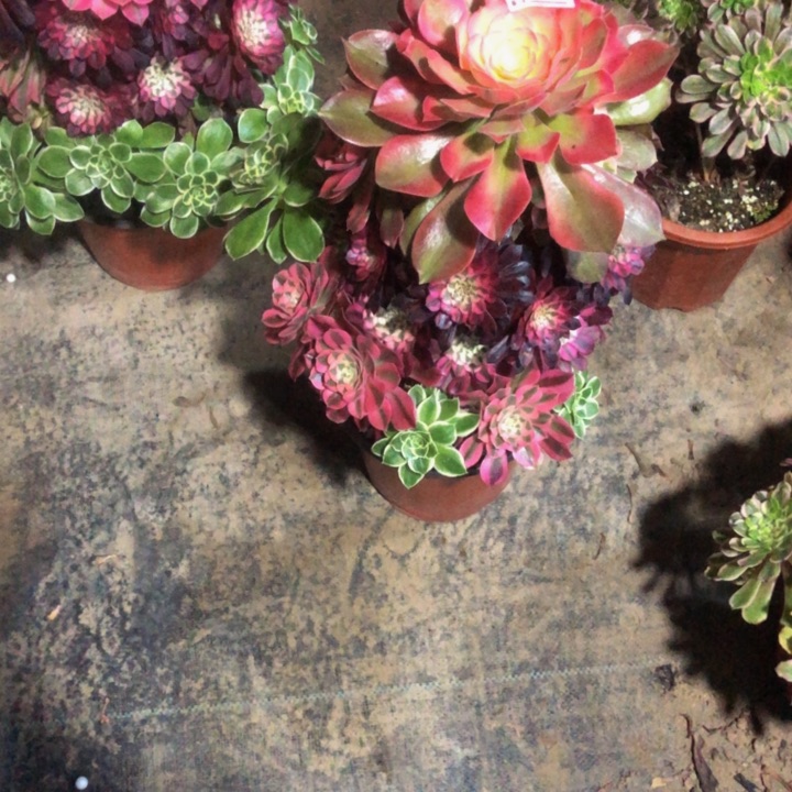 嫁接多肉70000000000