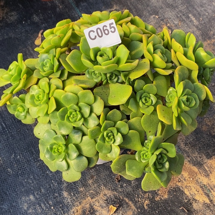 百合丽丽多肉065