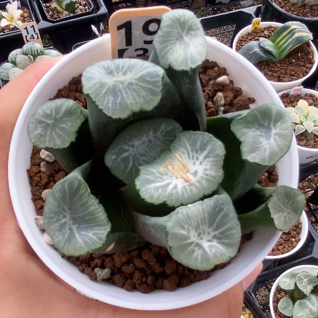 红陶19号飞鸟万象母本