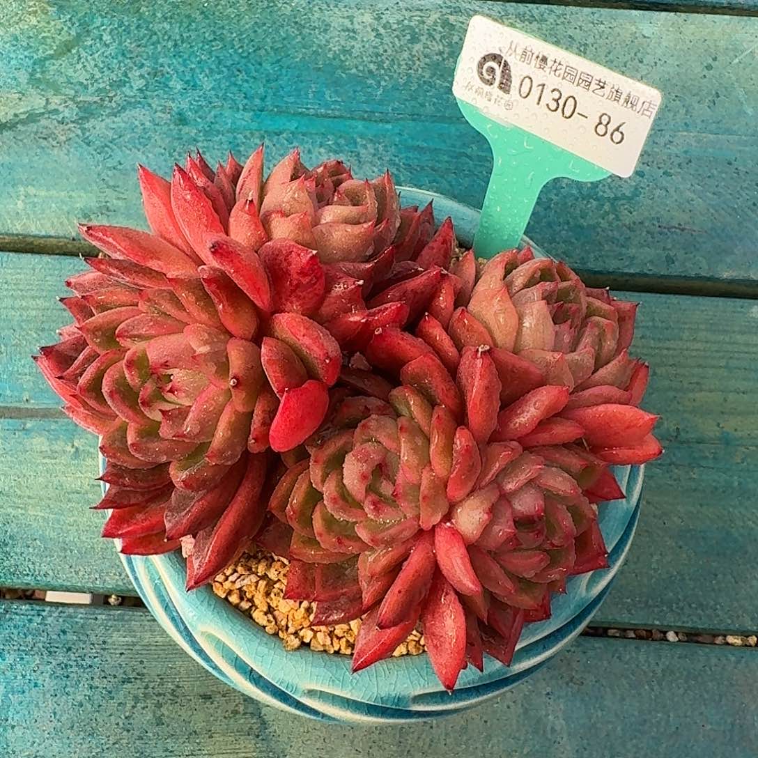 从前慢花园多肉0130-86